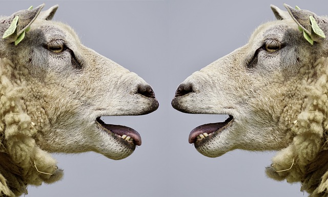 comunicação animal ou linguagem